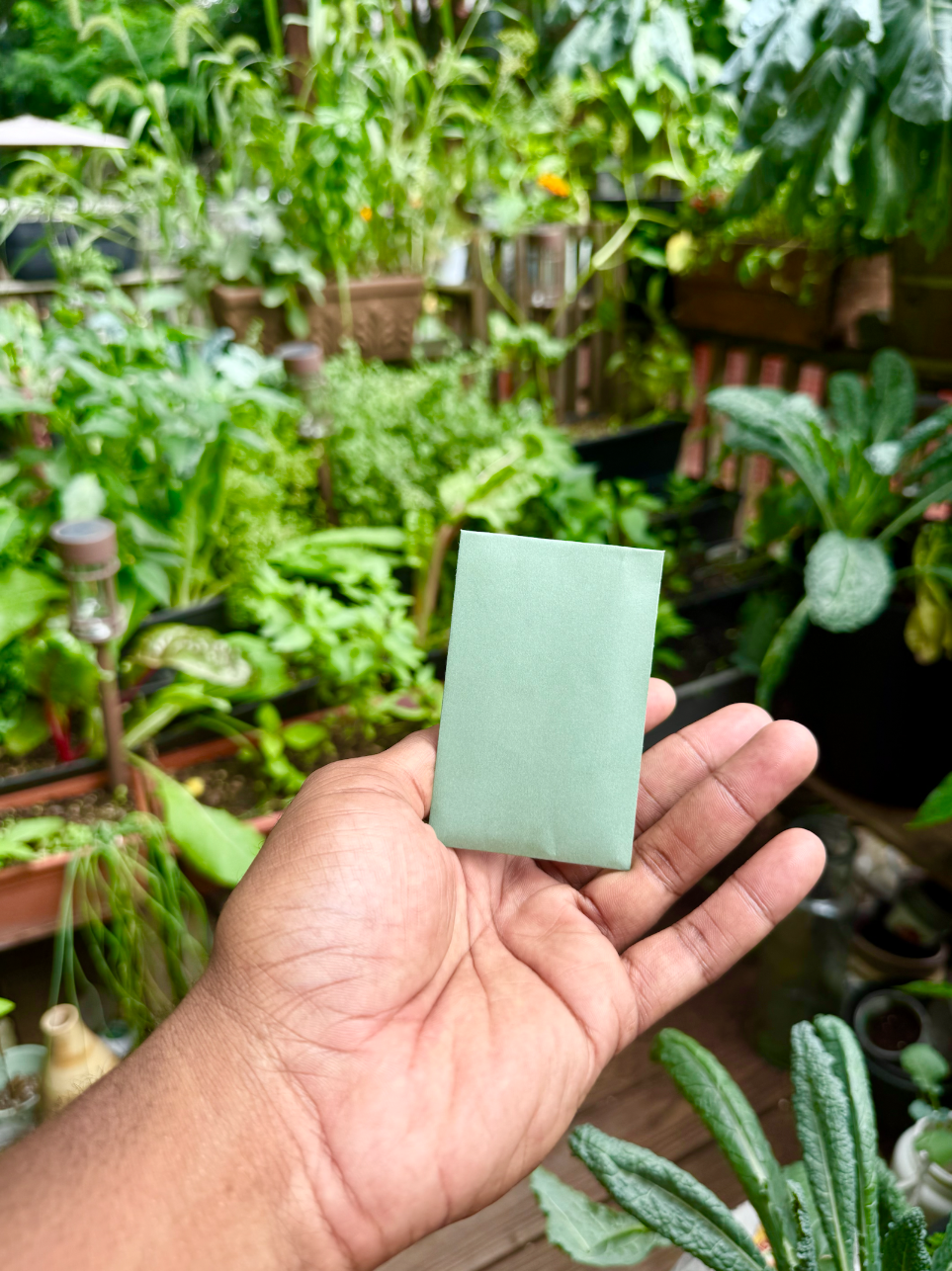 A hand holding a packet of fast-sprouting arugula seeds — ready to give someone something to look forward to