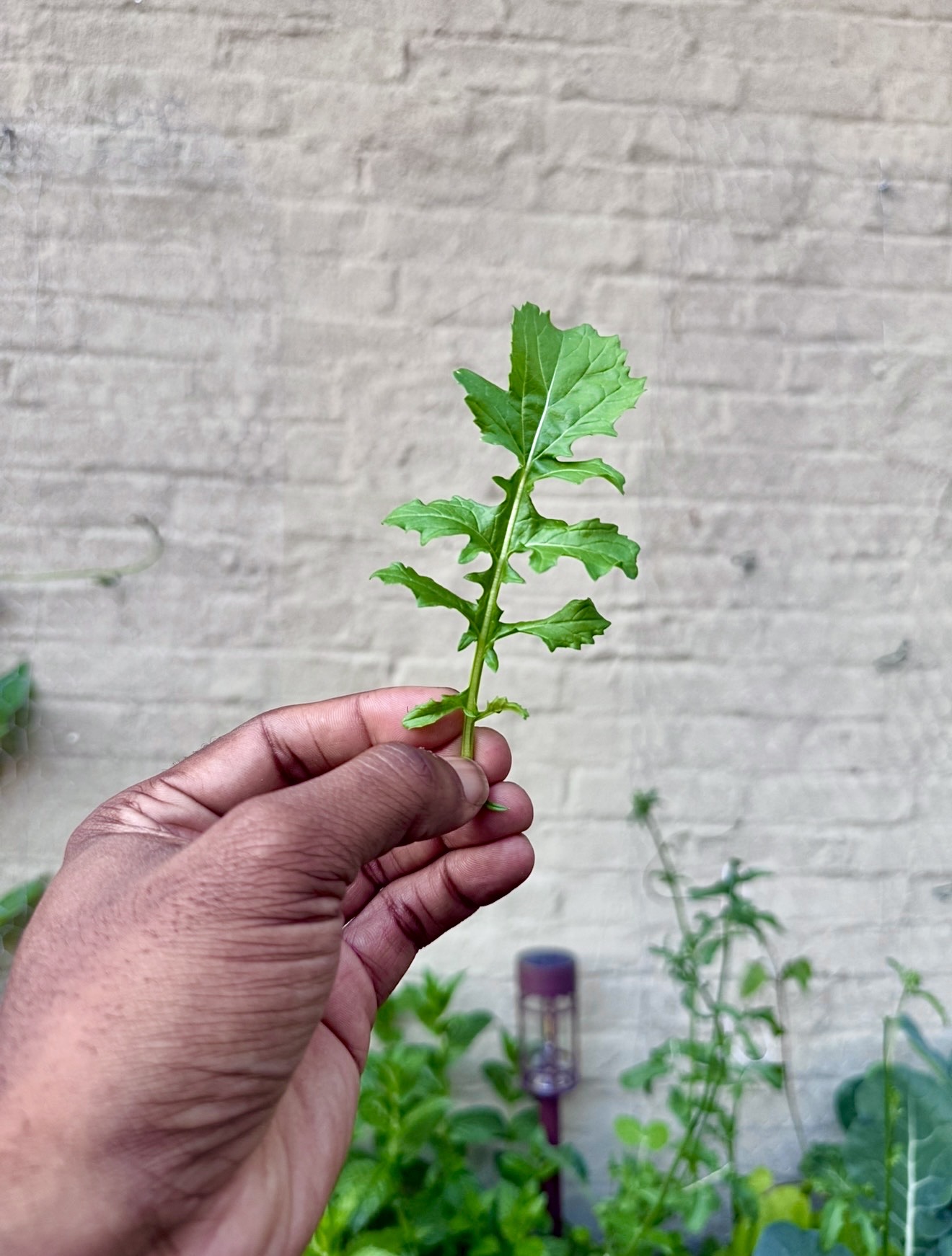 A hand holding a single fresh arugula leaf, grown from seeds