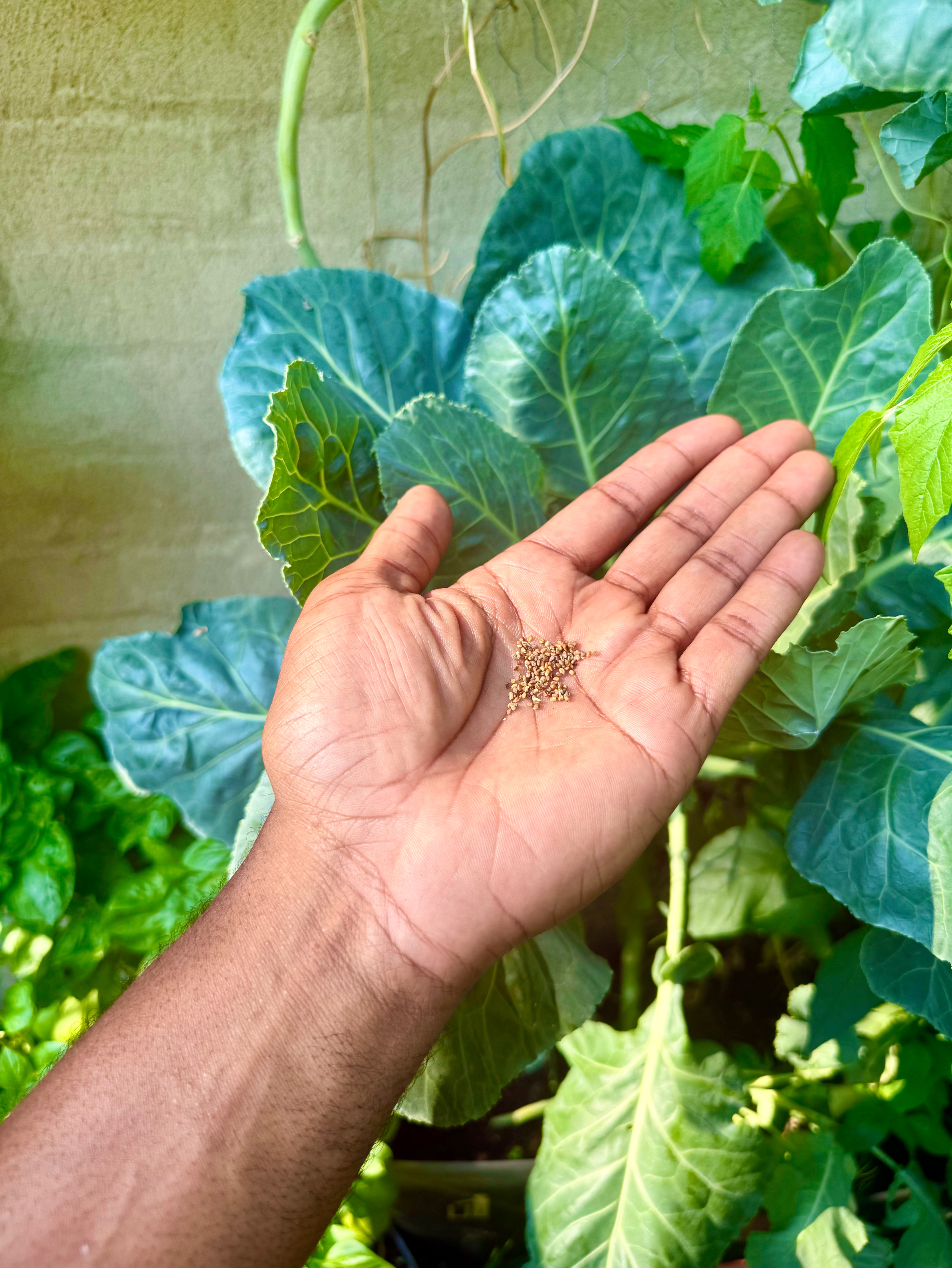 The HEY, PLANT THIS. gift — a beautifully designed envelope with fast-sprouting arugula seeds, ready to give someone something to look forward to