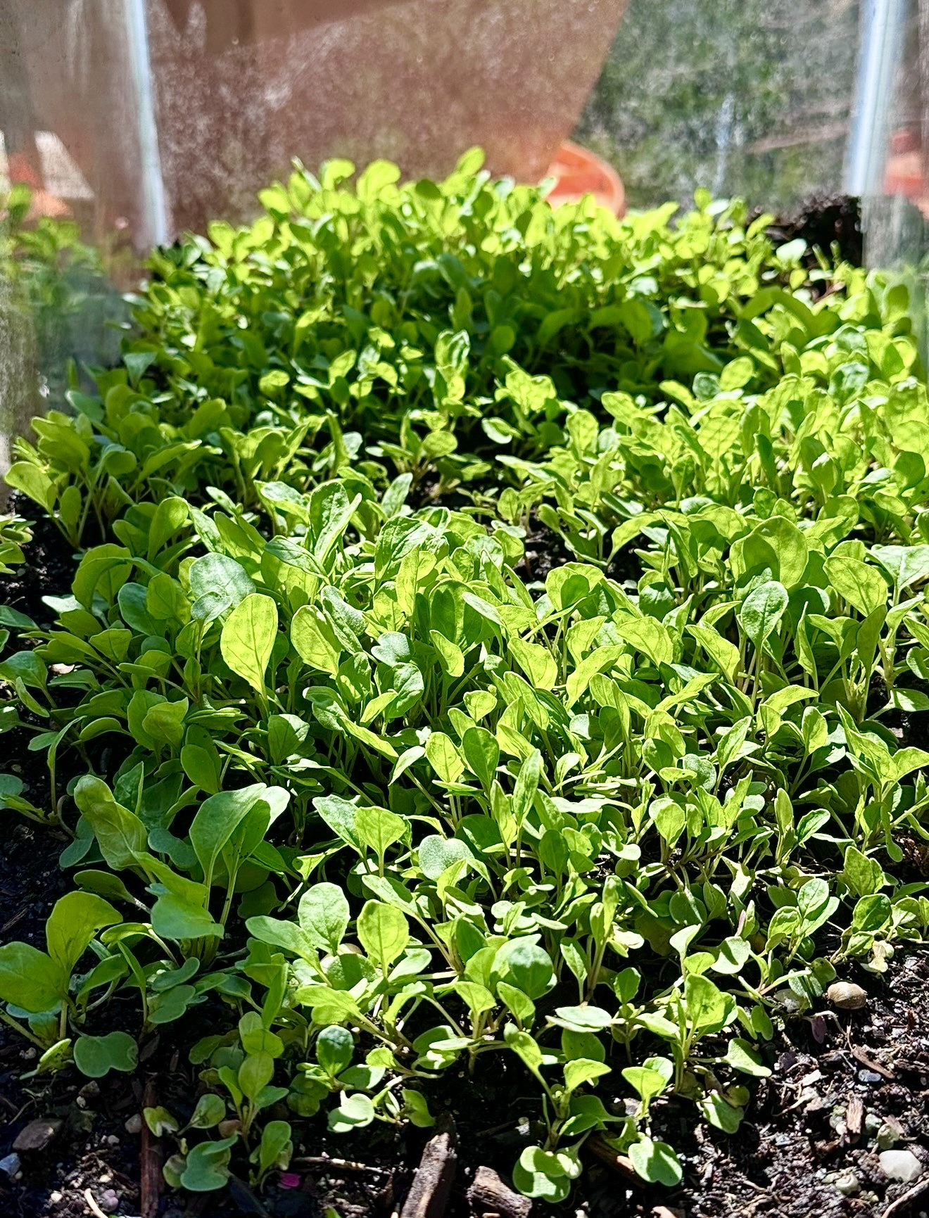 A bed of sprouting arugula, fresh green and growing
