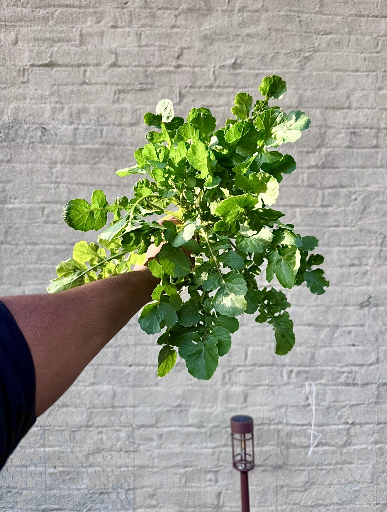 Mature arugula, fully grown and ready to pick